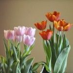 Weddings, Memorials & Funerals