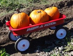 pumpkins