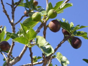figs
