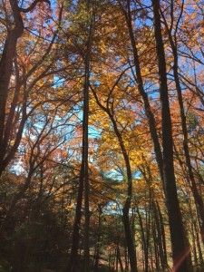 walden-in-fall-2-2016