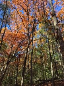 walden-in-fall-2016